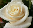Троянда Maroussia (Маруся) 