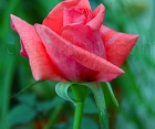 Троянда Montezuma (Монтезума) 