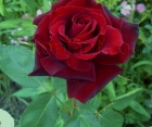 Троянда Papa Meilland (Папа Мейланд)