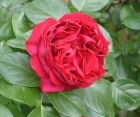Троянда Red Eden Rose (Ред Еден Роуз) 