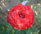 Троянда Red Naomi (Ред Наомі)