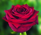 Троянда Red Naomi (Ред Наомі)