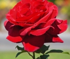 Троянда Royal Williams (Роял Вільямс) 