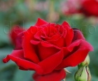 Троянда Royal Williams (Роял Вільямс) 