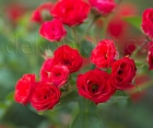 Троянда Scarlet Meillandecor (Скарлет Мейландекор) 