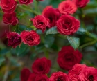 Троянда Scarlet Meillandecor (Скарлет Мейландекор) 