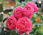 Троянда Morsdag Pink (Морсдаг Пінк) 