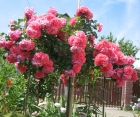 Троянда Morsdag Pink (Морсдаг Пінк) 