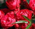 Троянда Morsdag Red (Морсдаг Ред) 
