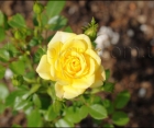Троянда Yellow Fairy (Еллоу Фейрі) 