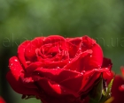 Троянда Temtation (Темптейшн) 