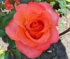Троянда Wow (Вау)