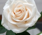 Троянда Vendela (Вендела) 