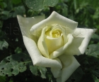 Троянда Vendela (Вендела) 
