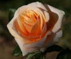 Троянда Versilia (Версілія)