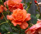 Троянда Westerland (Вестерленд) 