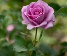 Троянда Violette Parfume (Віолет Парфум)