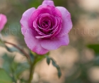 Троянда Violette Parfume (Віолет Парфум)