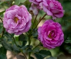 Розы Violette Parfume Climbing (Виолет Парфум Плетистый)