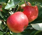 Яблуня Топаз 