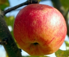 Яблуня Топаз 