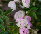 Троянда Morsdag Pink (Морсдаг Пінк)