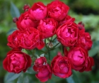 Троянда Morsdag Red (Морсдаг Ред)