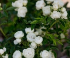 Троянда Morsdag White (Морсдаг Уайт)