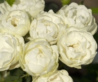 Троянда Morsdag White (Морсдаг Уайт)