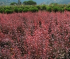 Лиственный кустарник Berberis Thunbergii (Барбарис Тунберга)