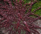 Лиственный кустарник Berberis Thunbergii (Барбарис Тунберга)