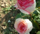 Роза Dolce Vita New (Дольче Вита Нью)