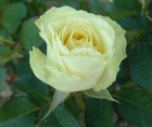 Роза Maroussia (Маруся)