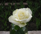 Роза Maroussia (Маруся)