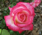 Роза Rose Gaujard (Роуз Гуаярд)