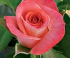 Роза Beauty (Бьюти)