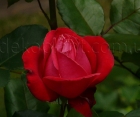 Роза Dame de Coeur (Дам де Кёр)