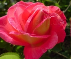 Роза Decor Arlequin (Декор Арлекин)