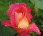 Роза Decor Arlequin (Декор Арлекин)
