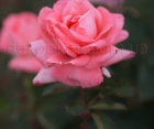 Роза Dolce Vita (Дольче Вита)