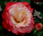 Роза Double Delight (Дабл Делайт)
