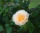Роза Excalibur (Экскалибур)