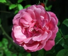 Роза Etude (Этюд) Роза Etude (Этюд)