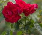 Роза Flammentanz (Фламентанц)
