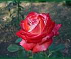 Роза Imperatrice Farah (Императрис Фарах)