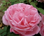 Роза Oxford (Оксфорд)