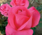 Роза Orient Spice (Ориент Спайс)