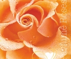 Роза Parfume de Creame Brulle (Парфюм "Крем Брюле")