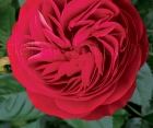 Роза Red Eden Rose (Ред Эден Роуз)
