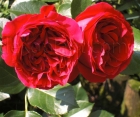 Роза Red Eden Rose (Ред Эден Роуз)